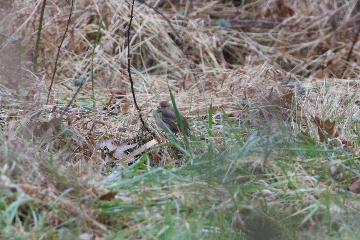 Indigo Bunting - ML647427428