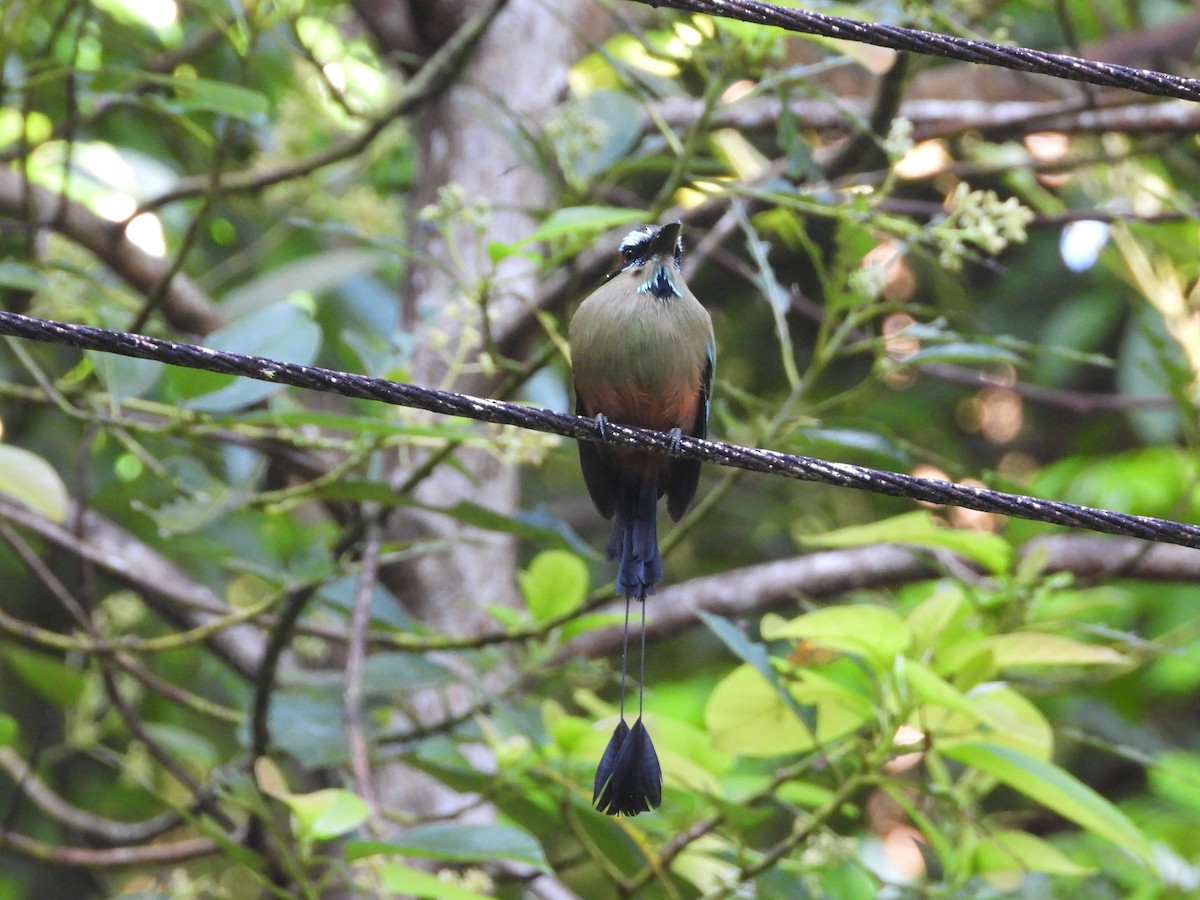 Turquoise-browed Motmot - ML647427429