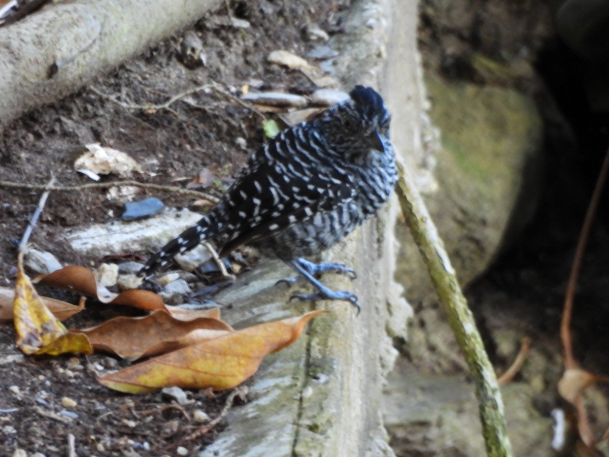 Bindenameisenwürger - ML647427433