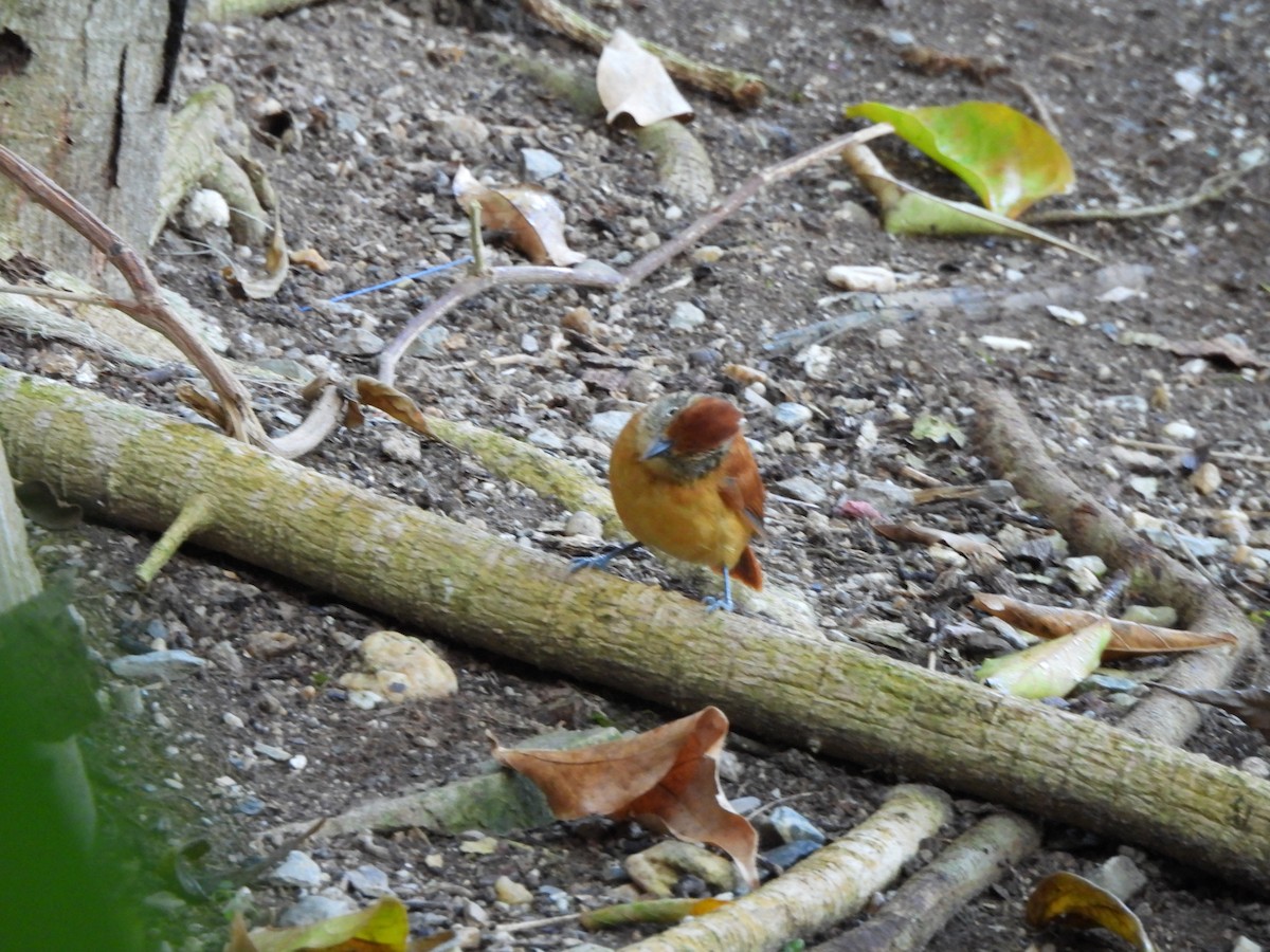 Bindenameisenwürger - ML647427434