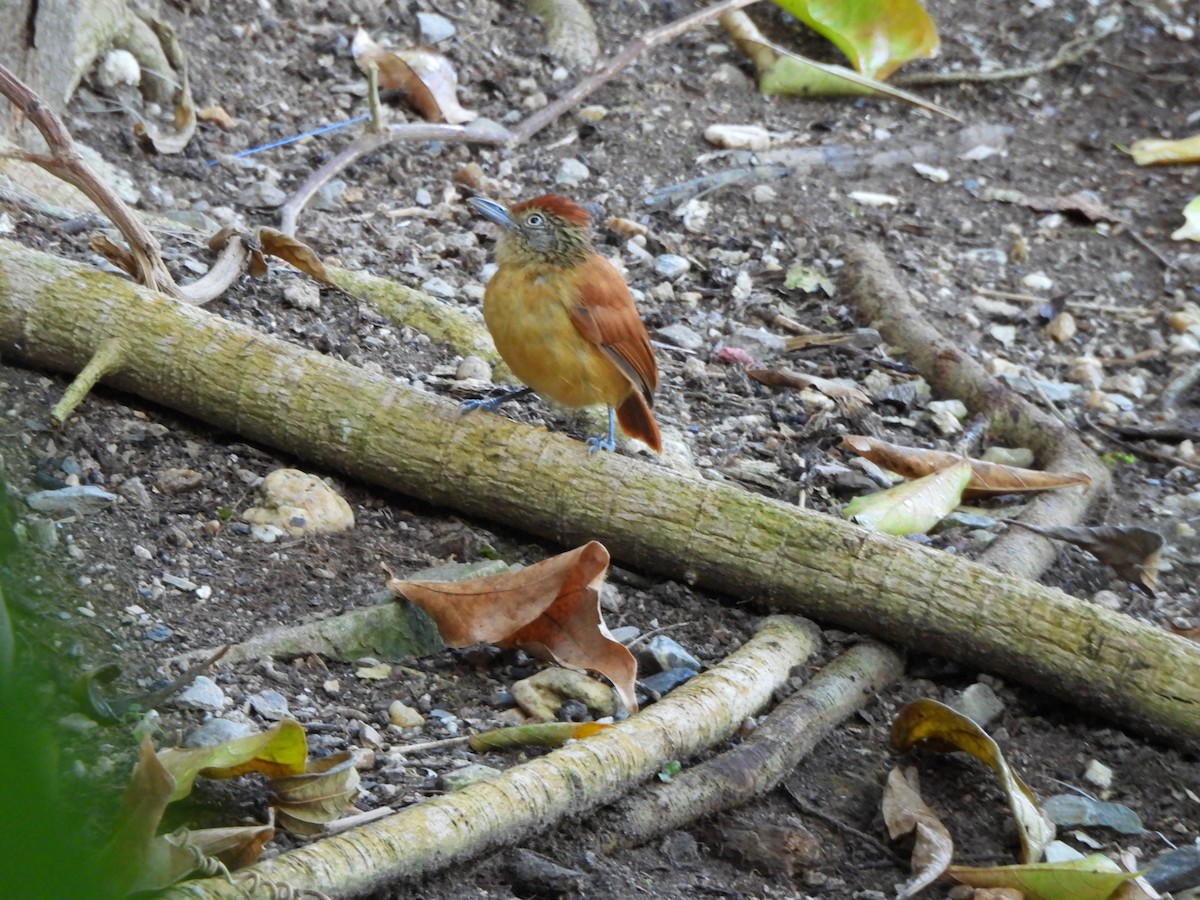 Bindenameisenwürger - ML647427439