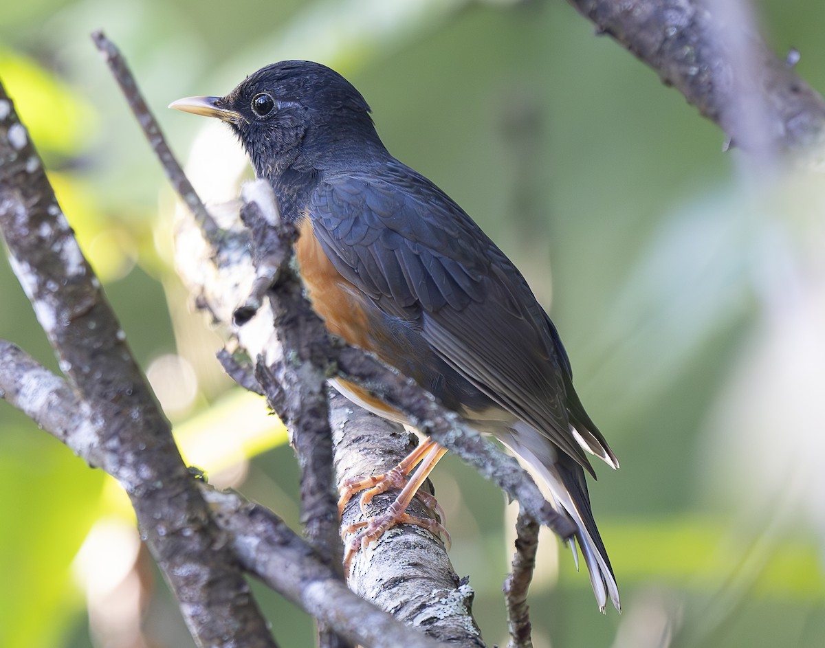 Черногрудый дрозд - ML647427440