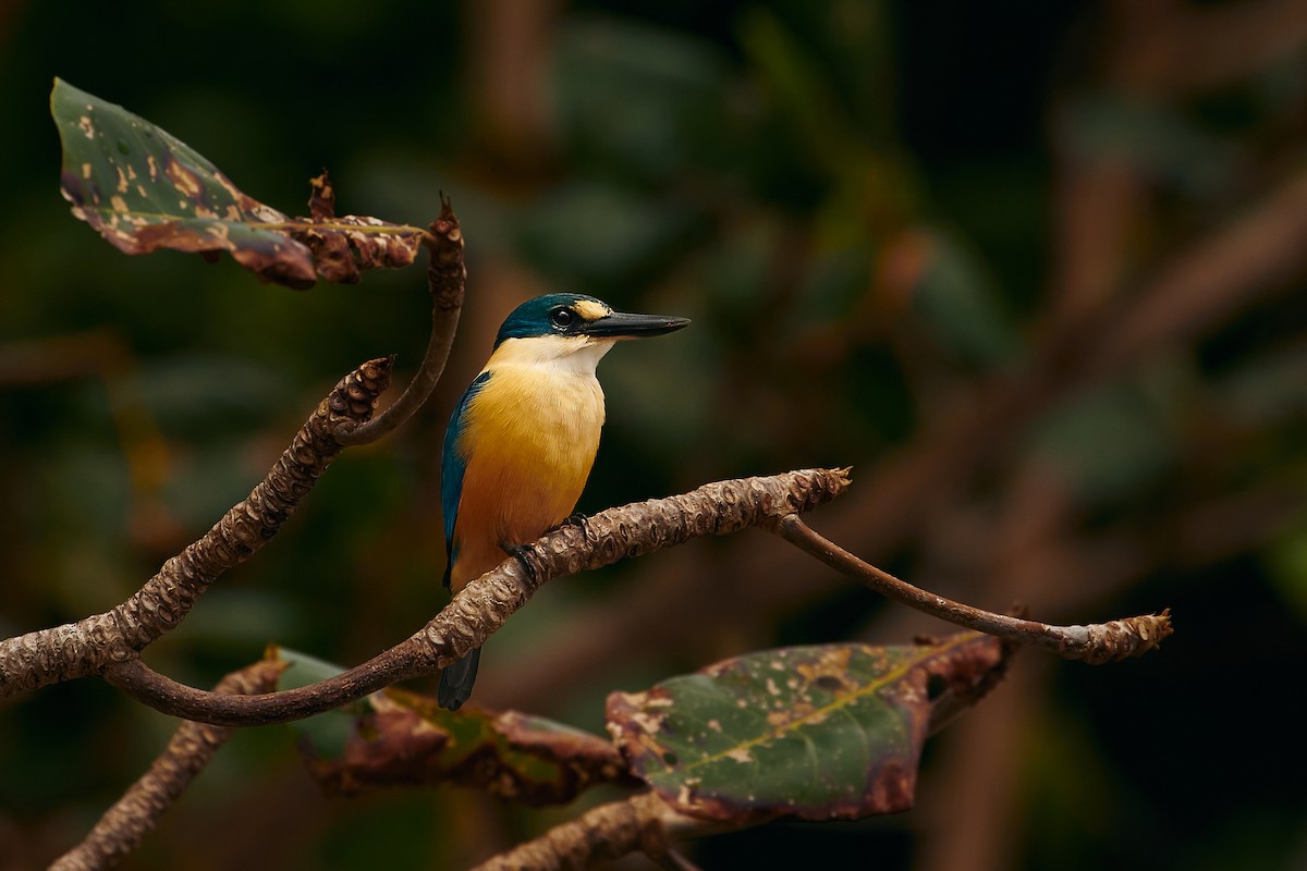 Flat-billed Kingfisher - ML647427463