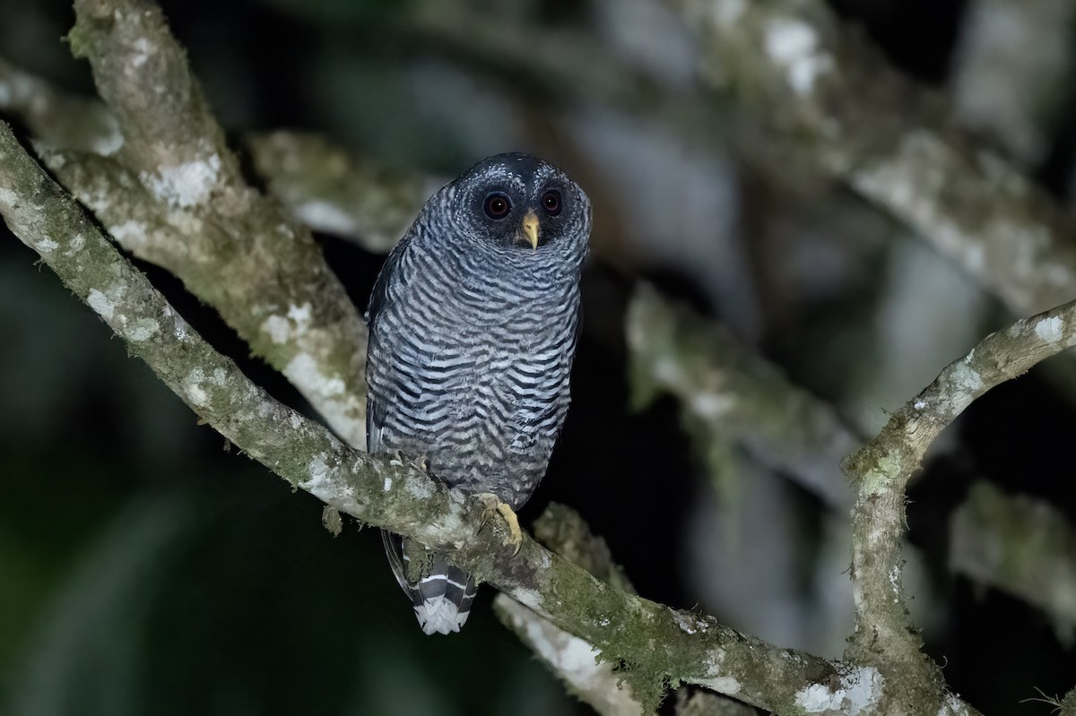 Chouette huhul (forme de San Isidro) - ML647427473