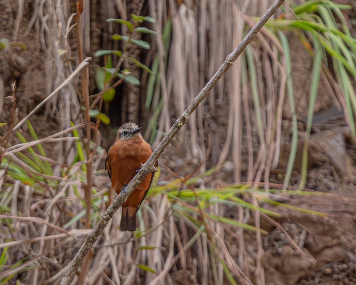 Cliff Flycatcher - ML647427507