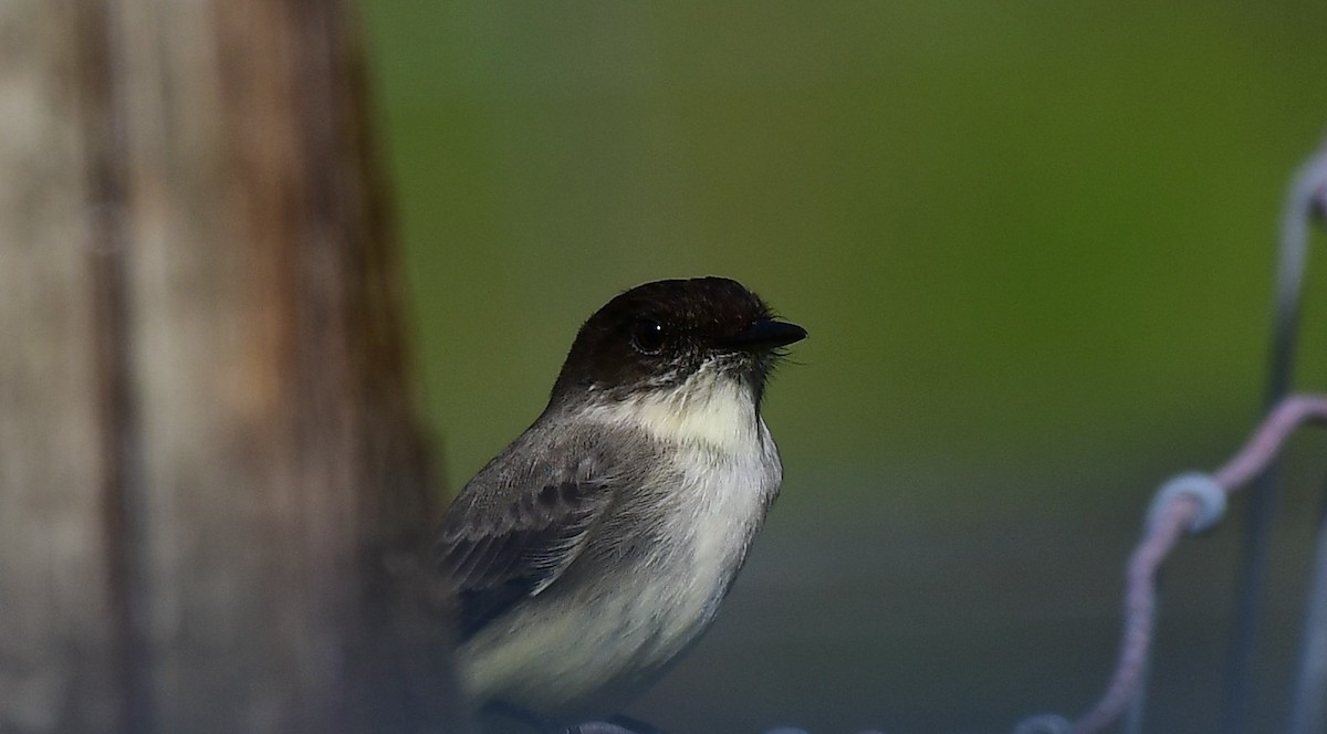 Eastern Phoebe - ML647427516