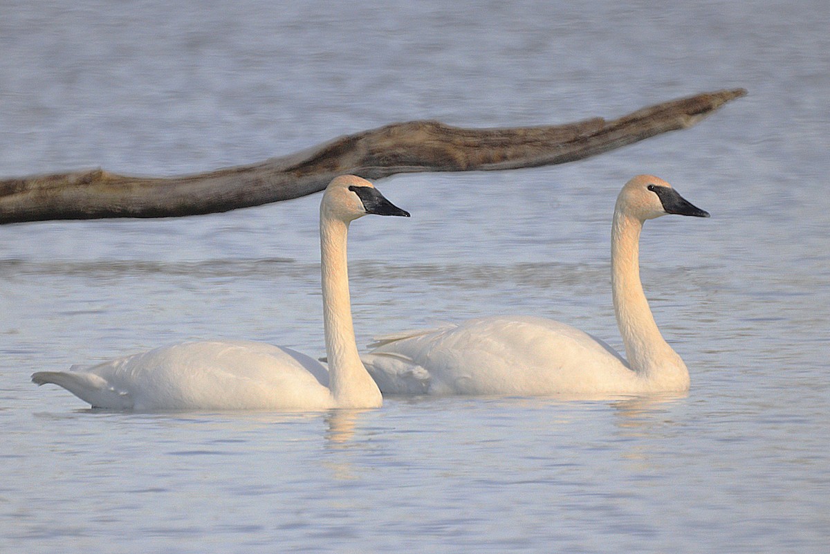 Trumpeter Swan - ML647427517