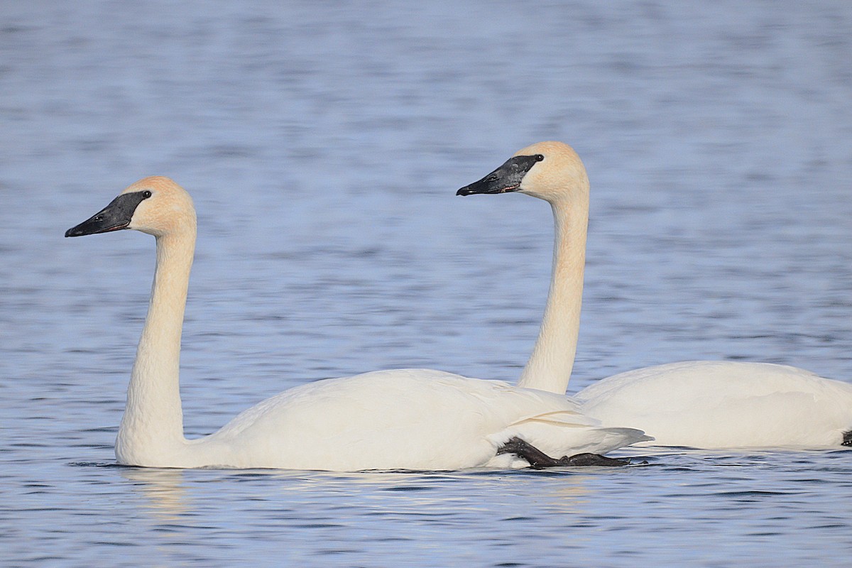 Trumpeter Swan - ML647427518