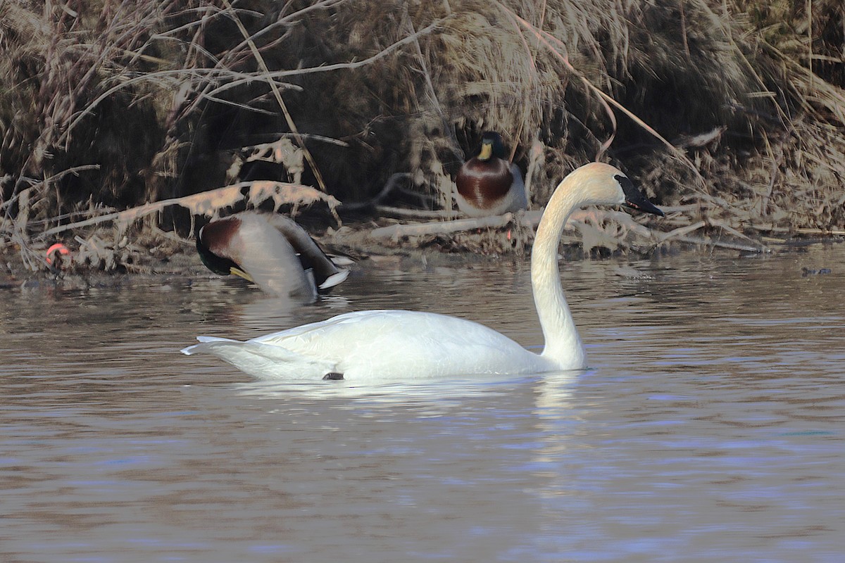 Trumpeter Swan - ML647427519