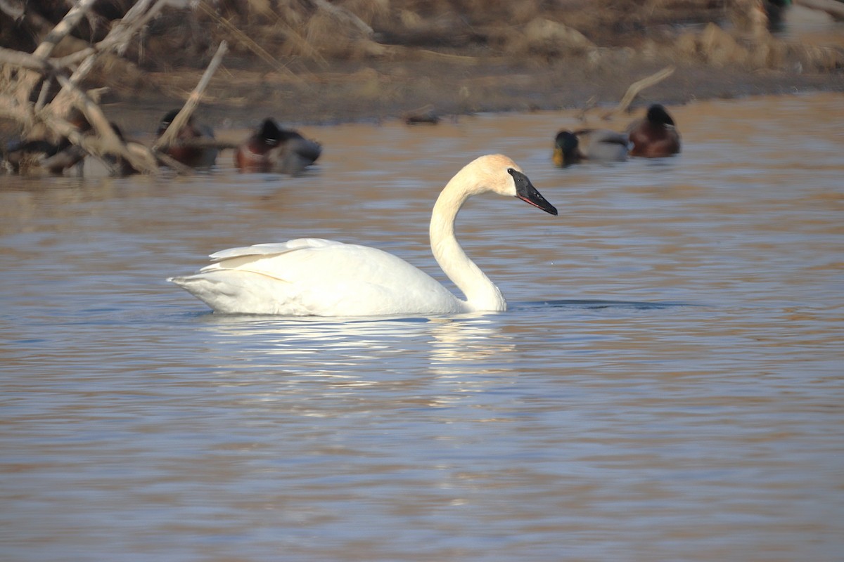 Trumpeter Swan - ML647427520
