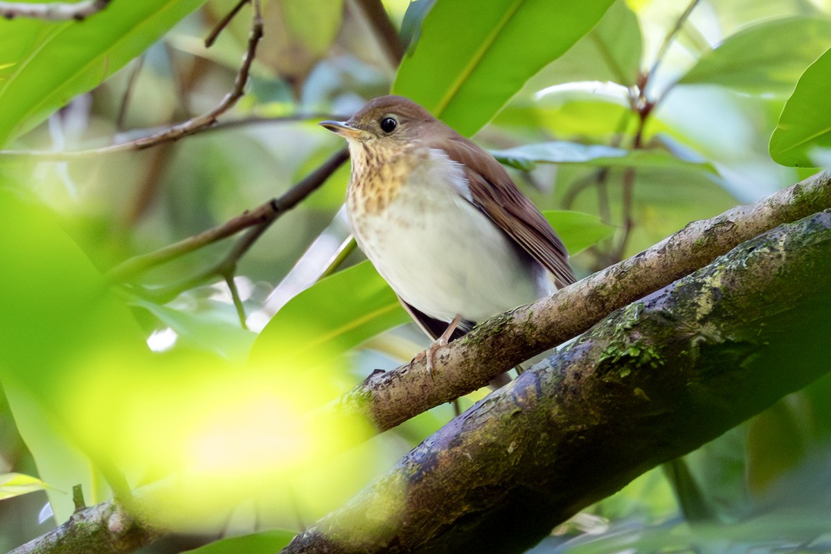 Veery - ML647427522