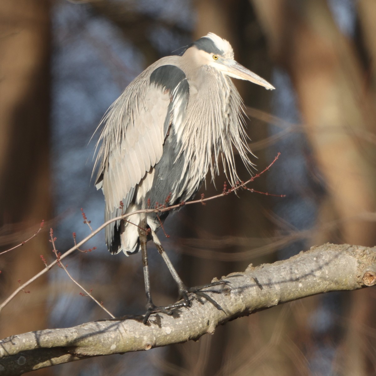 Great Blue Heron - ML647427525