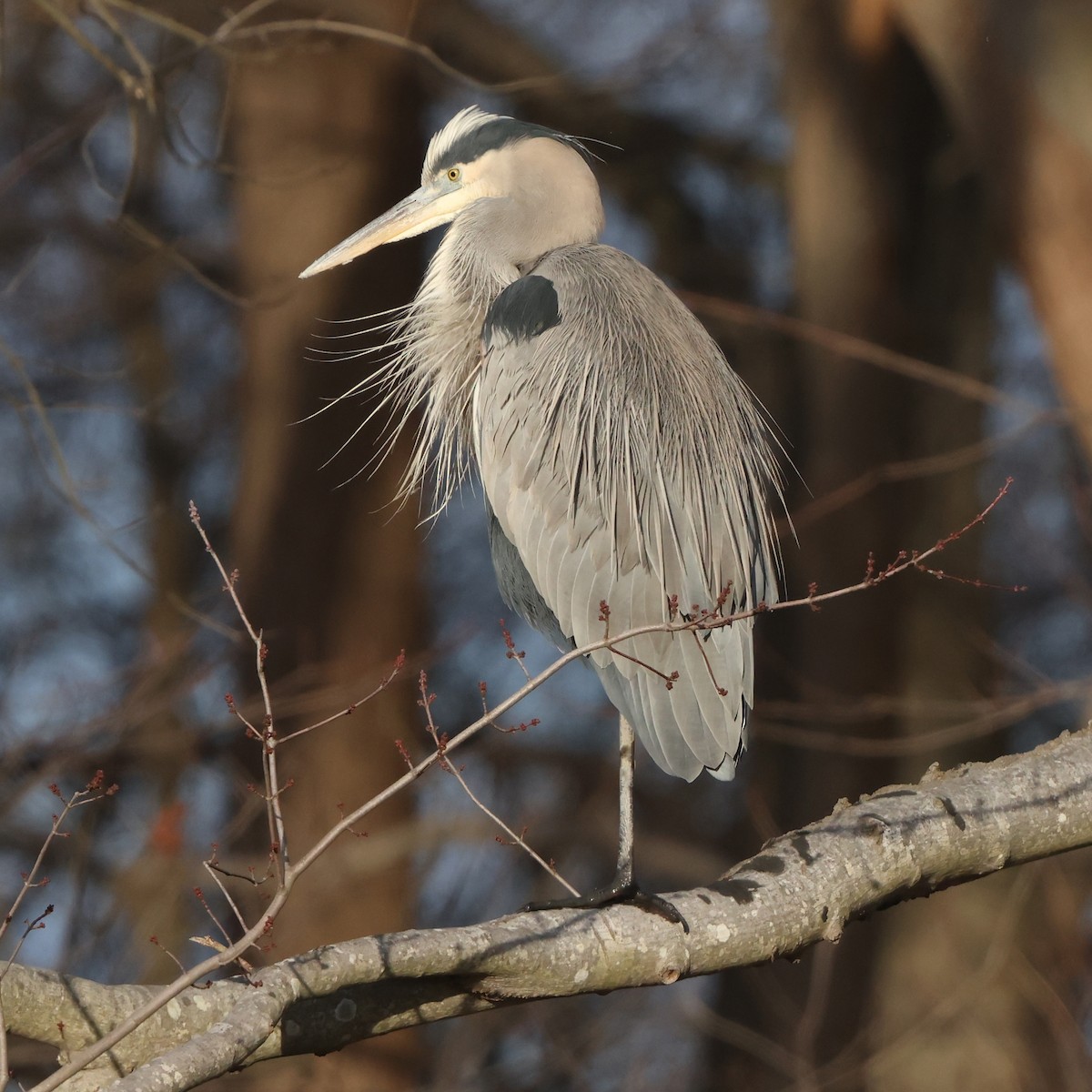 Great Blue Heron - ML647427526