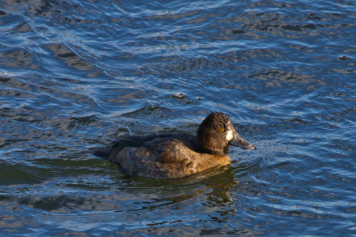 Lesser Scaup - ML647427527