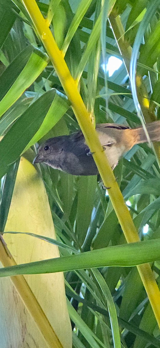 Lesser Antillean Bullfinch - ML647427528