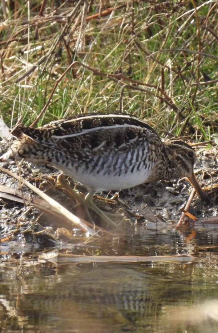 Wilson's Snipe - ML647427529