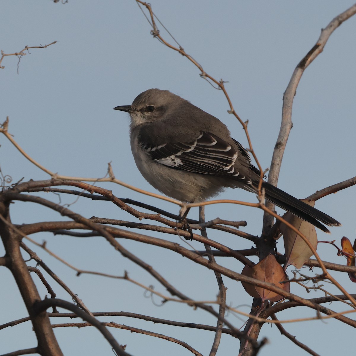 Northern Mockingbird - ML647427530