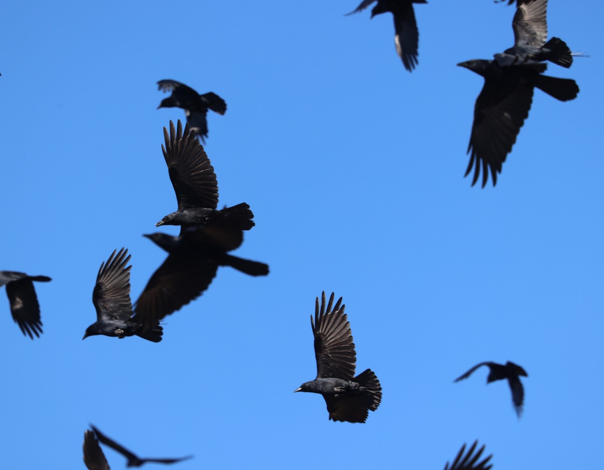 Fish Crow - ML647427531