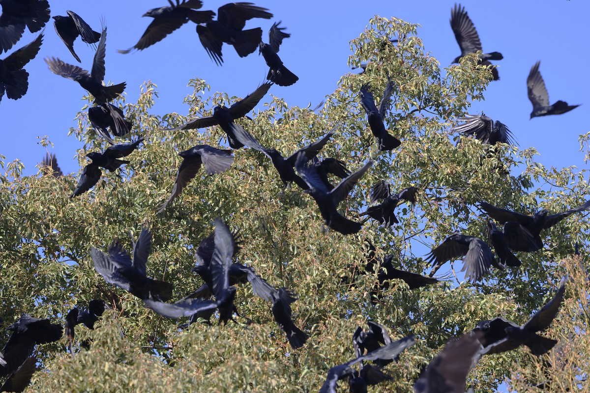 ウオガラス - ML647427532