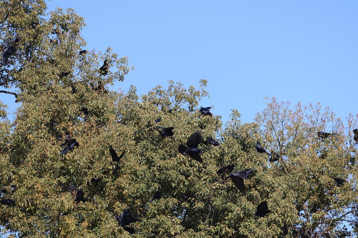 ウオガラス - ML647427533