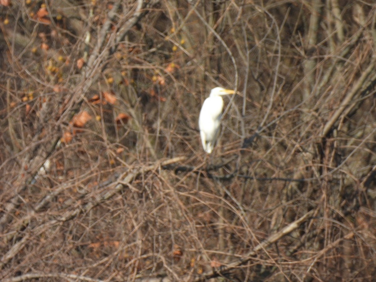 Great Egret - ML647427534