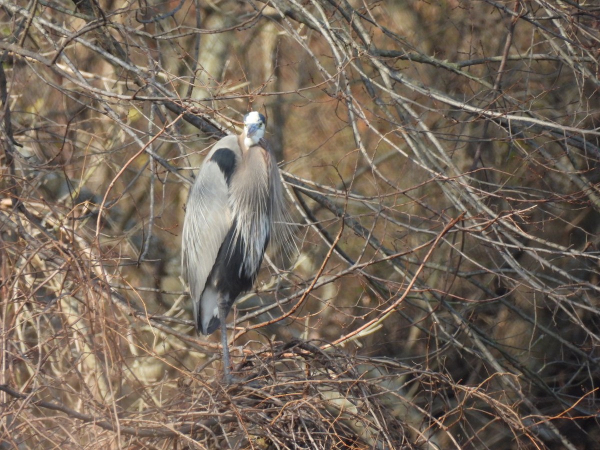 Great Blue Heron - ML647427536