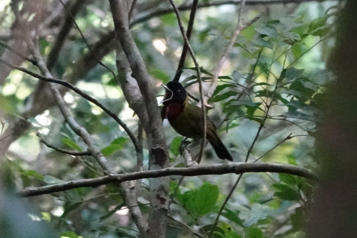 Bare-throated Whistler - ML647427537