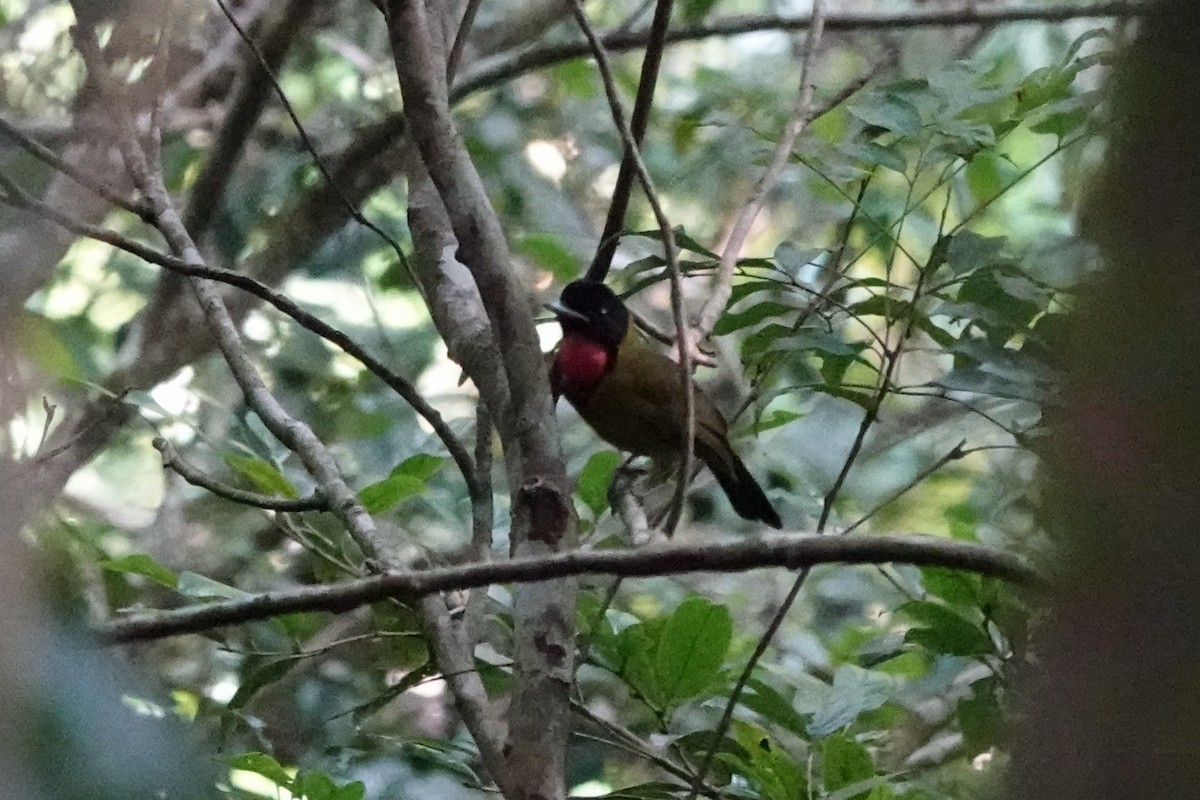 Bare-throated Whistler - ML647427538