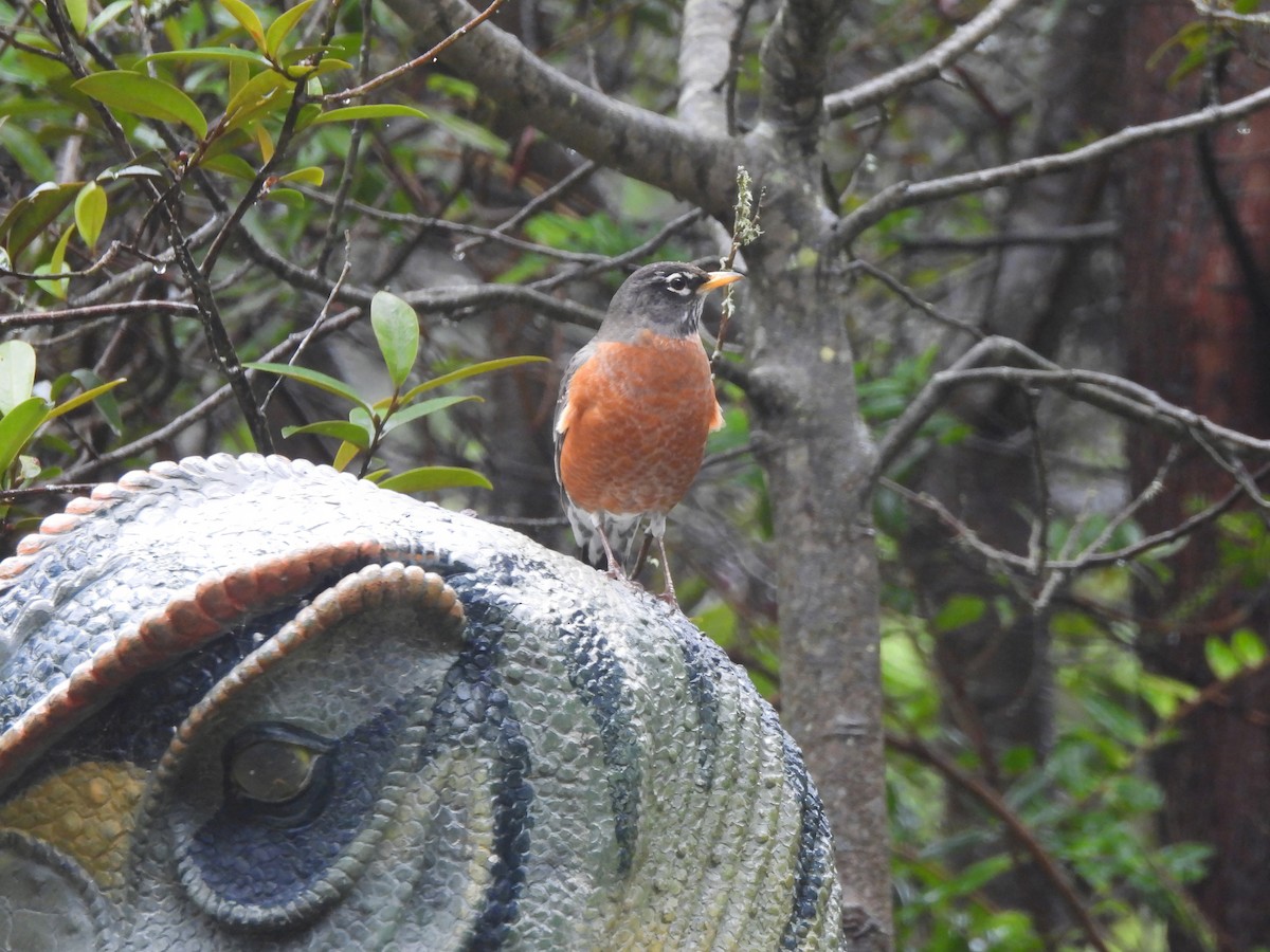 American Robin - ML647427539