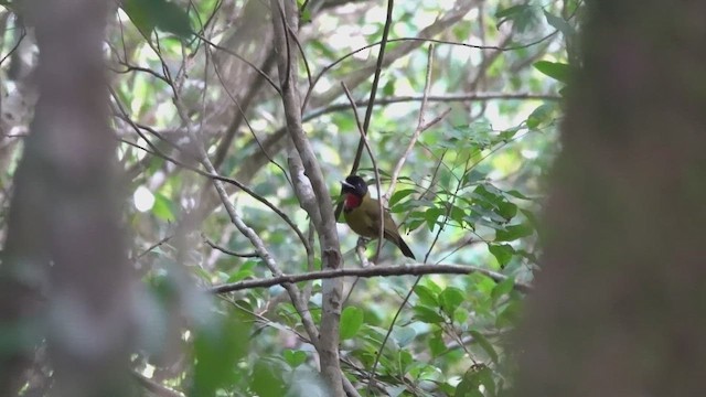 Bare-throated Whistler - ML647427540