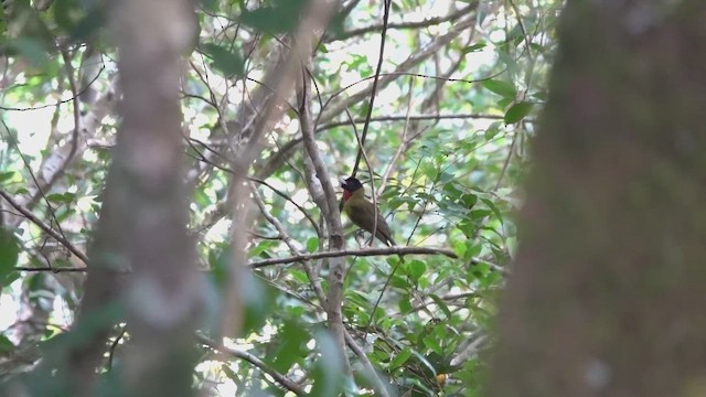 Bare-throated Whistler - ML647427541