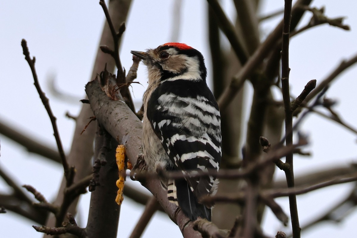 Lesser Spotted Woodpecker - ML647427542