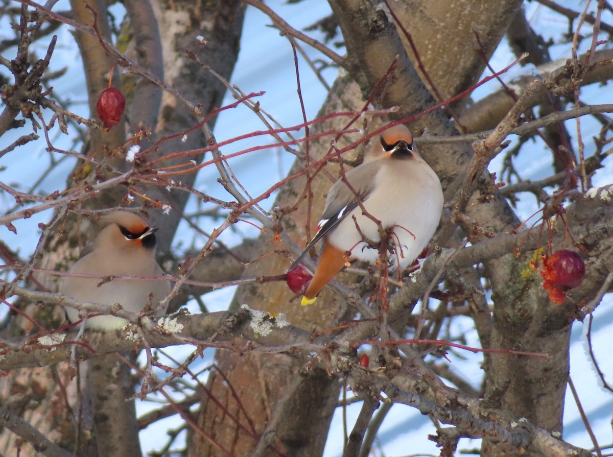 Bohemian Waxwing - ML647427543