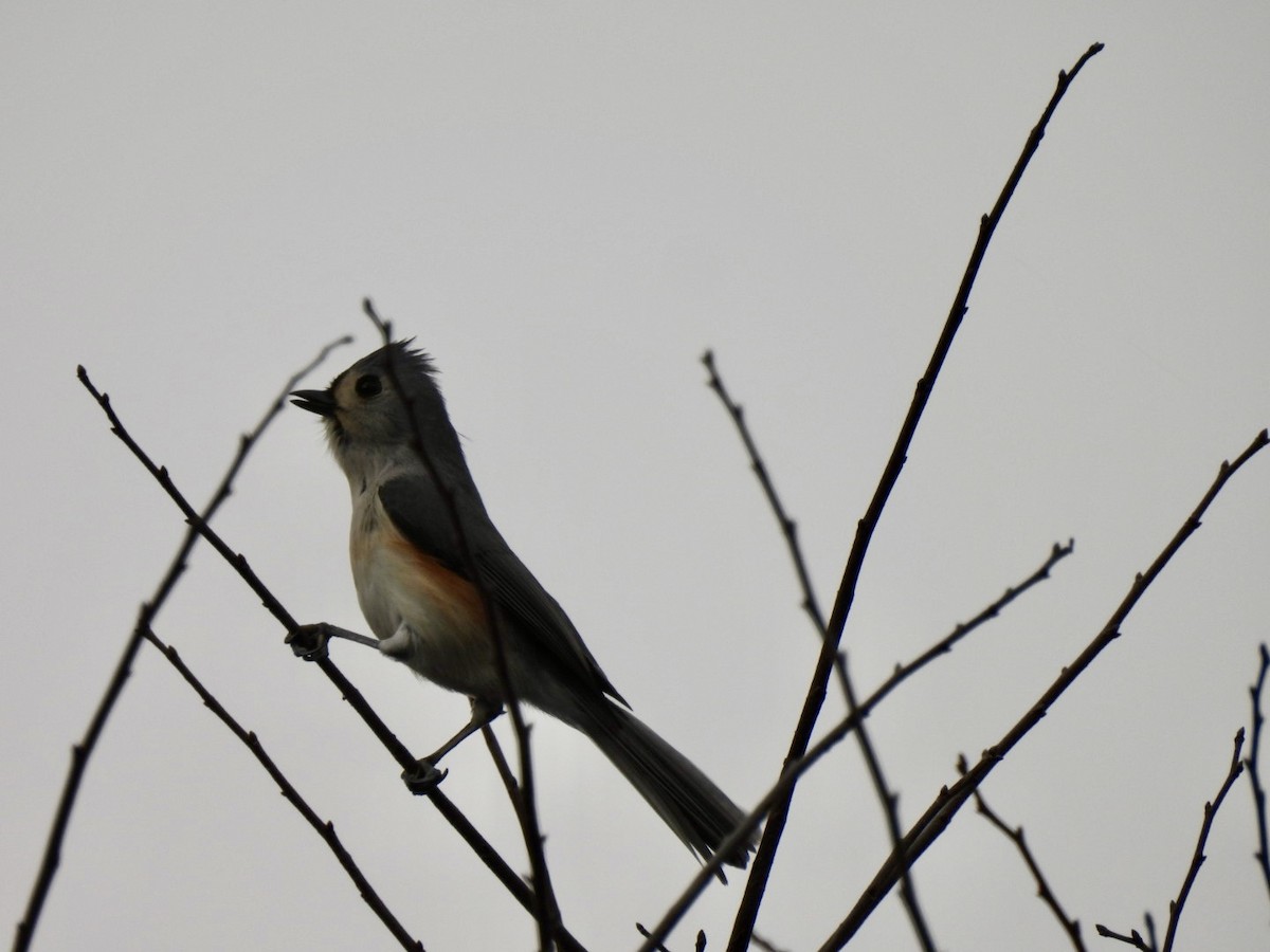 Tufted Titmouse - ML647427544