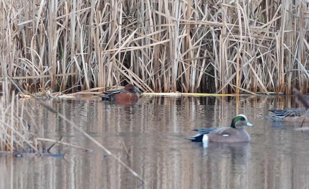 teal sp. - ML647427545