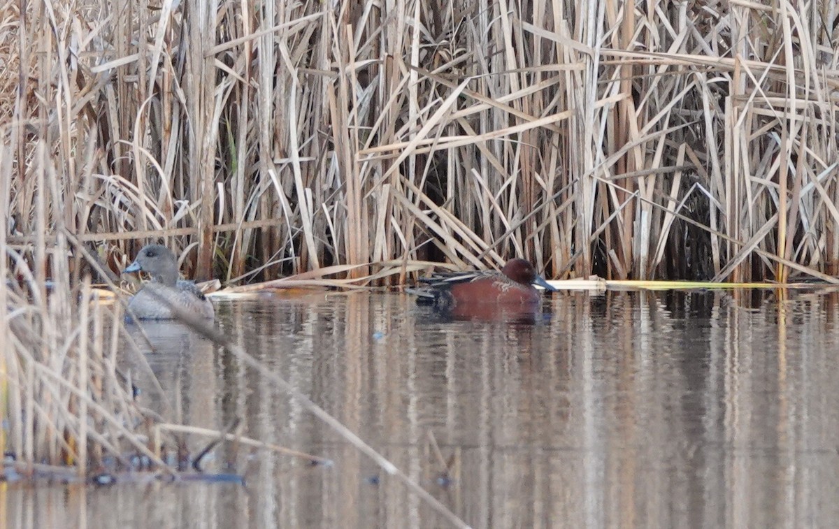 teal sp. - ML647427546