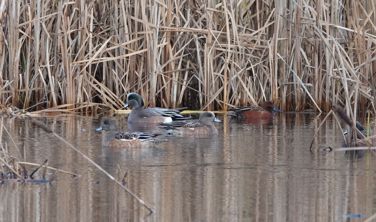 teal sp. - ML647427547