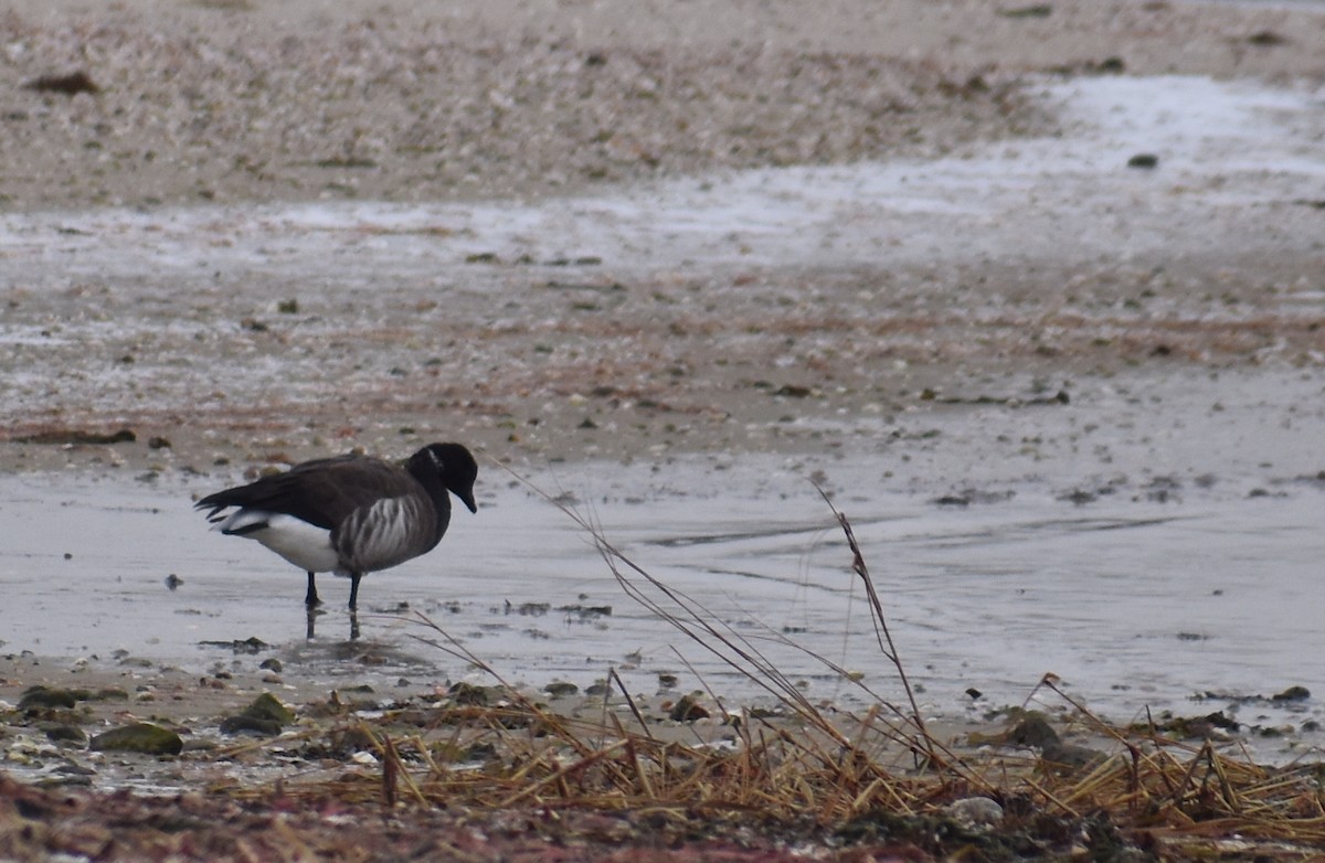 Brant (Pale-bellied) - ML647427554