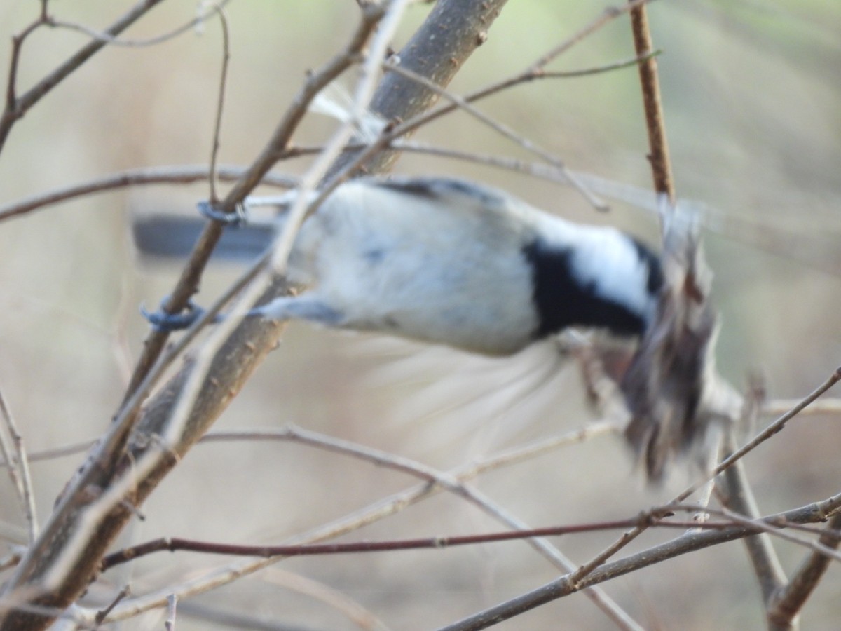 Carolina Chickadee - ML647427555