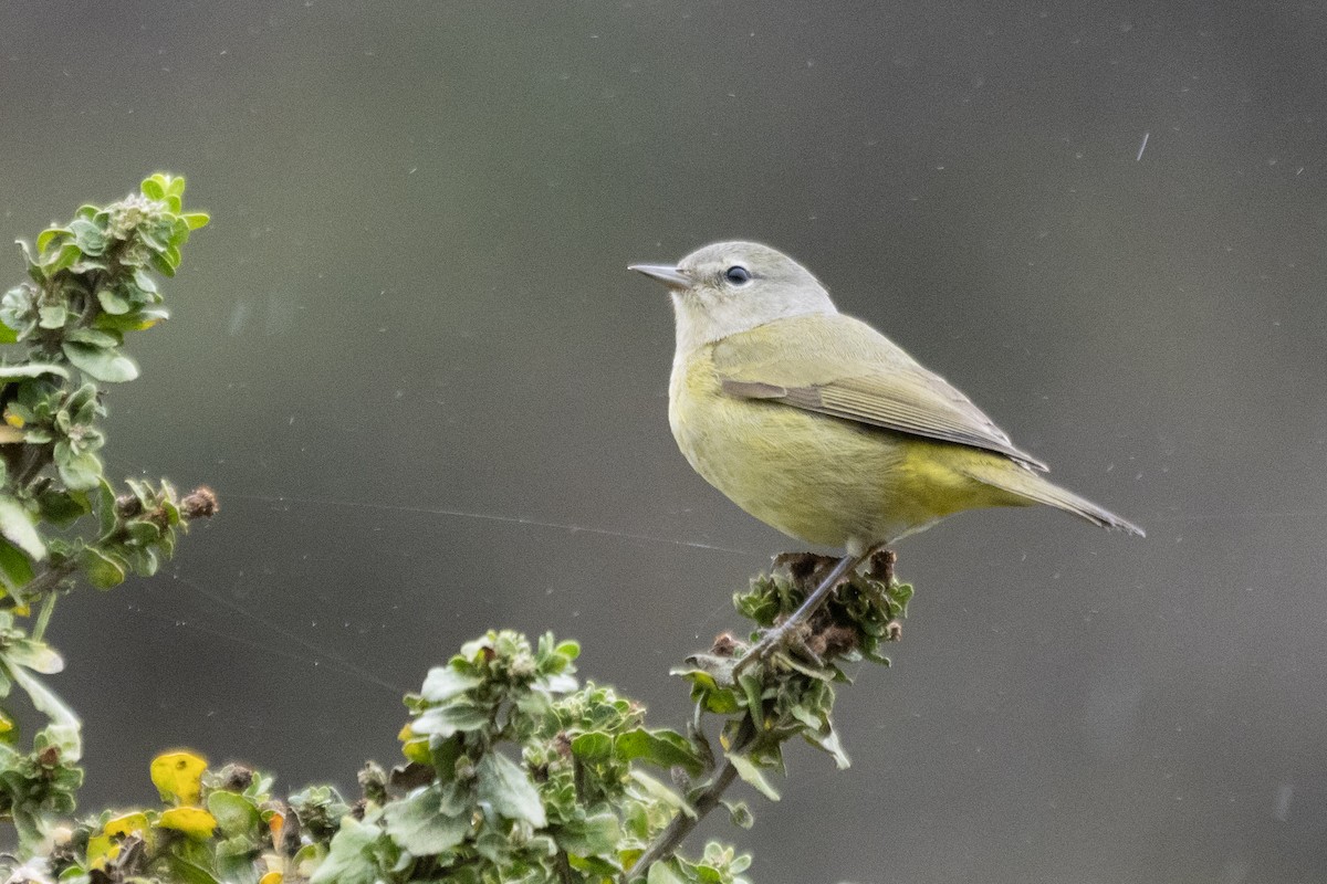 Orange-crowned Warbler (Gray-headed) - ML647427557