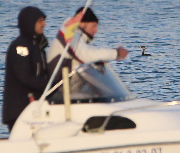 Somormujo Cuellirrojo - ML647427558