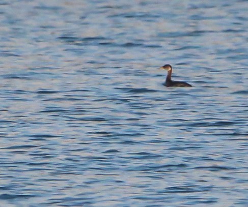 Somormujo Cuellirrojo - ML647427563