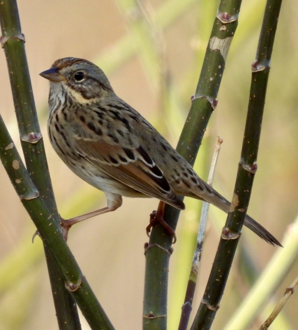 Lincoln's Sparrow - ML647427565