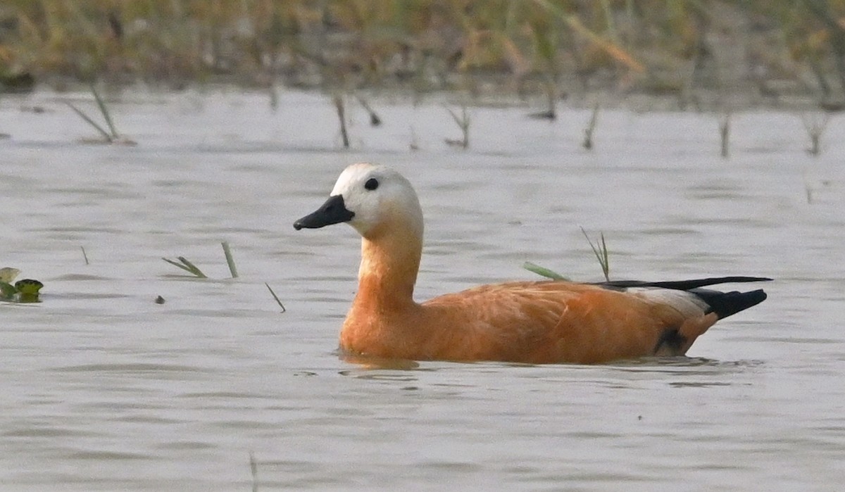 Ruddy Shelduck - ML647427572