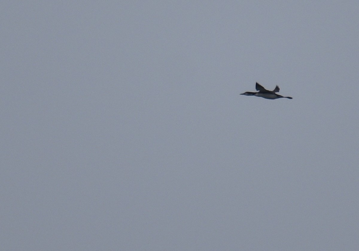 Common Loon - ML647427573