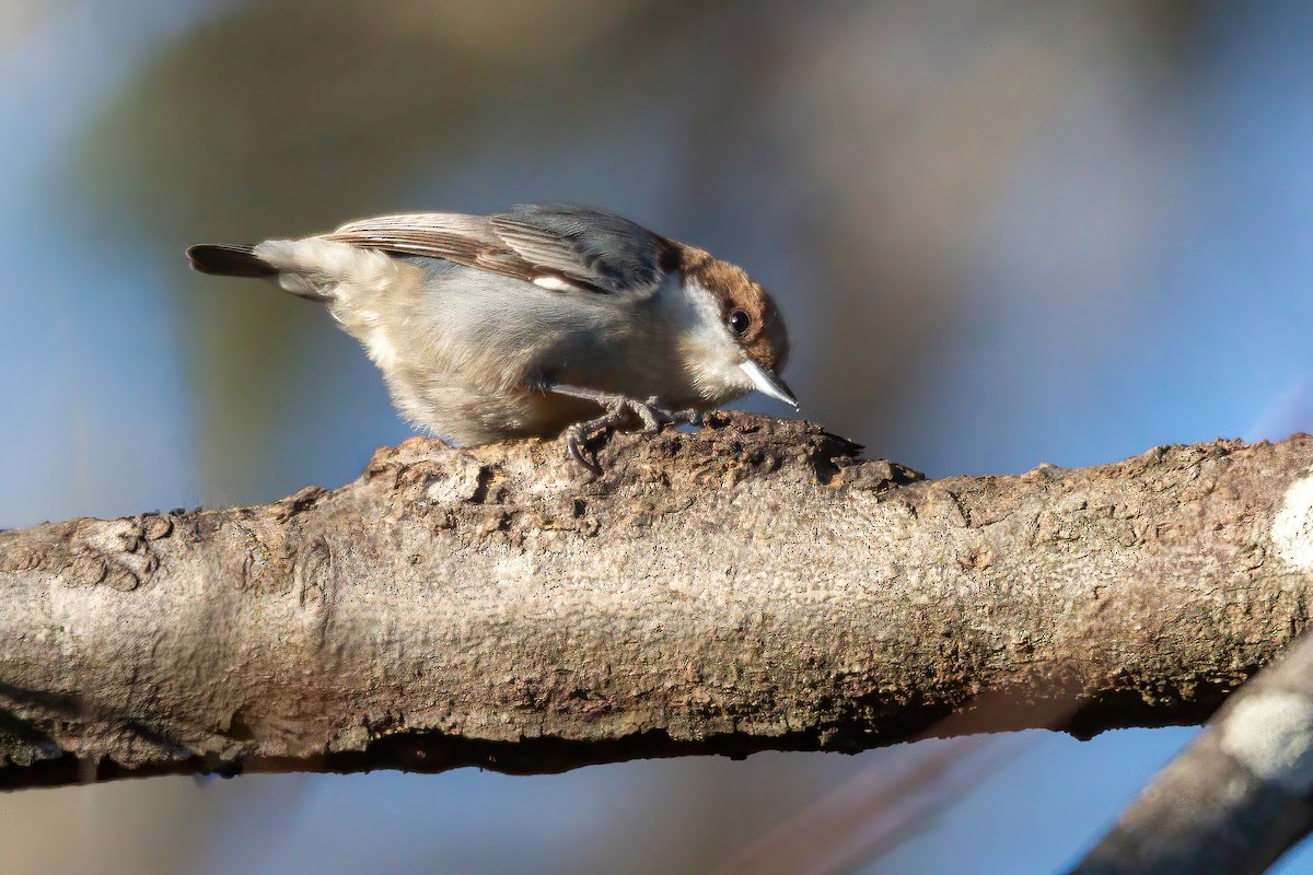 brhlík hnědohlavý - ML647427613