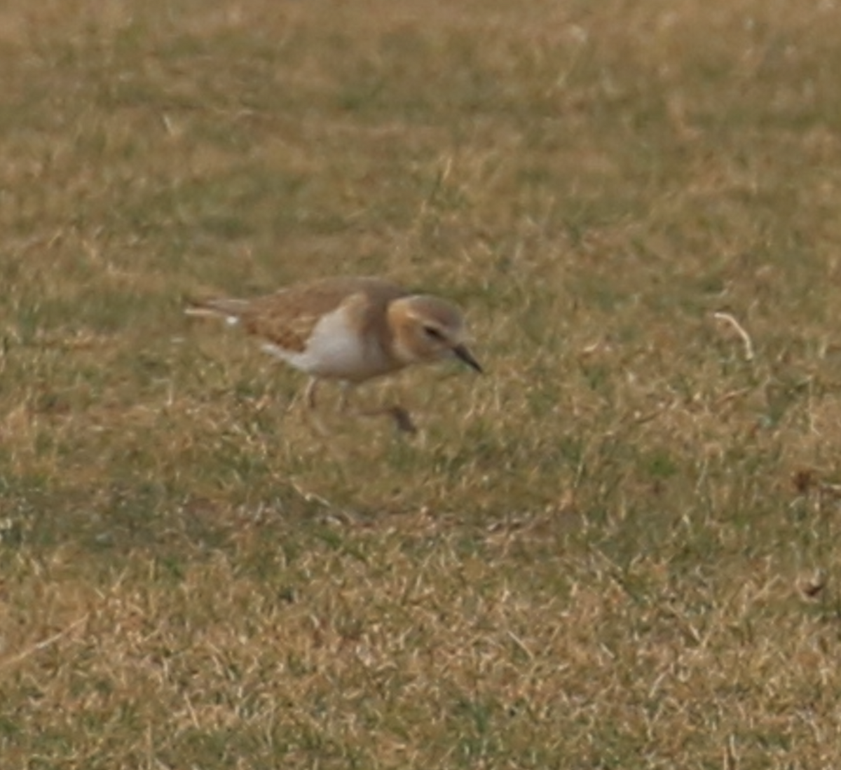 Mountain Plover - ML647427658