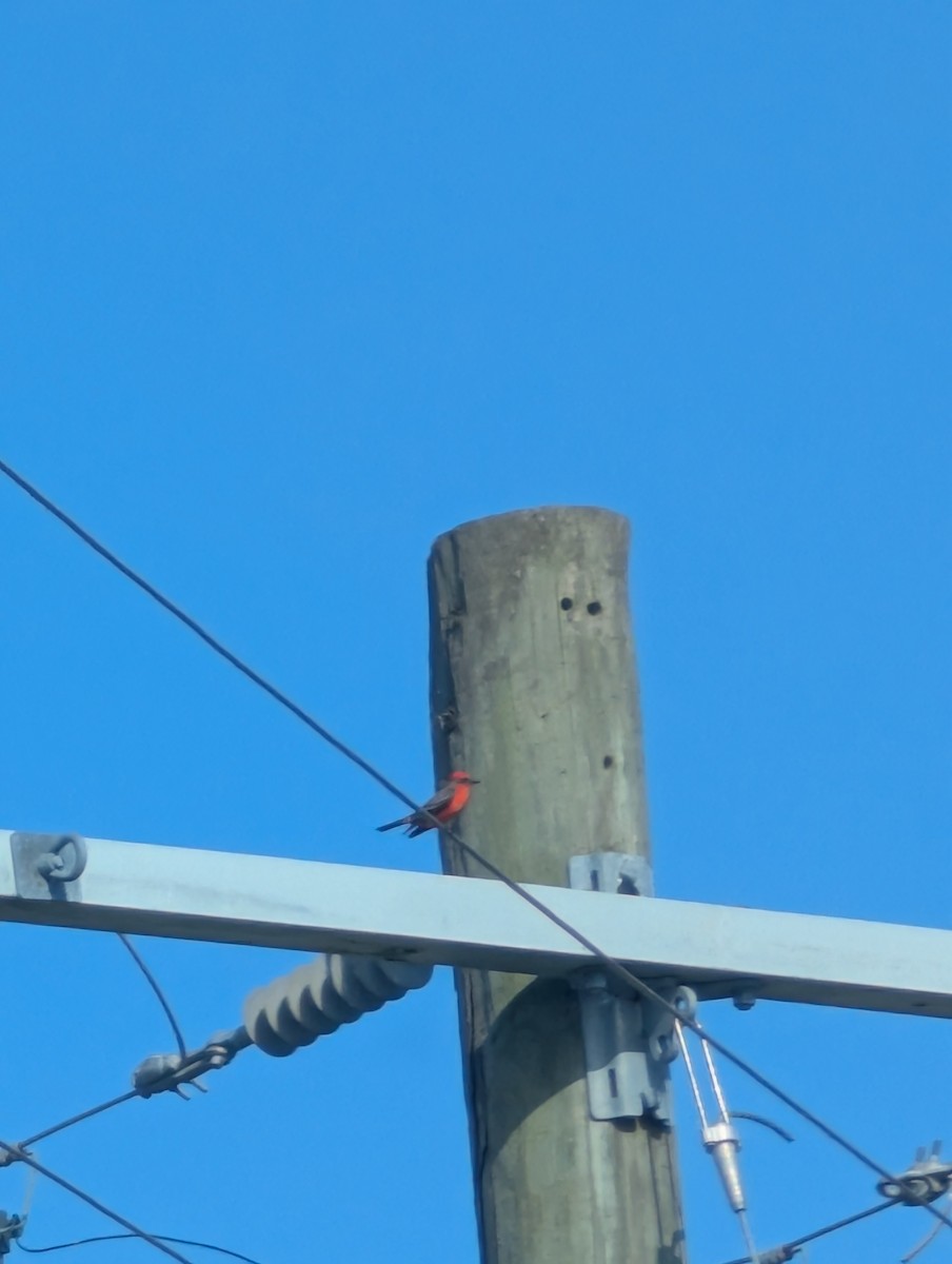 Vermilion Flycatcher - ML647427674