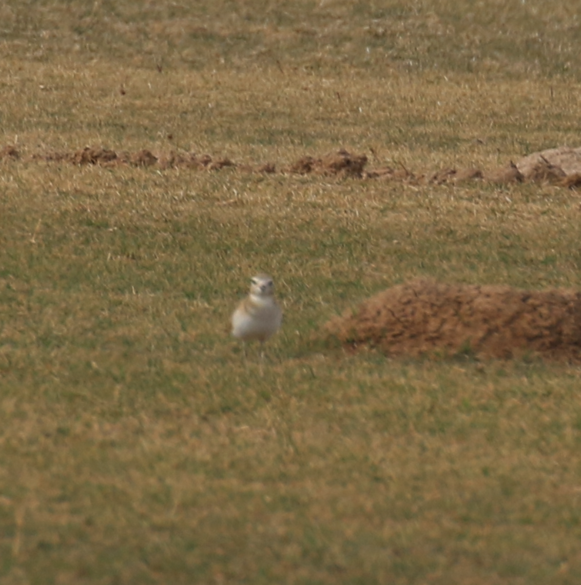 Mountain Plover - ML647427677