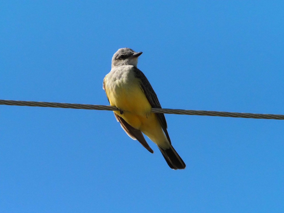 Западный тиранн - ML647427683